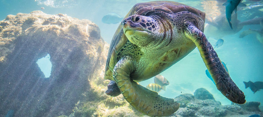 observation-tortues-kelonia