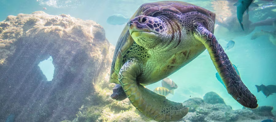 observation-tortues-kelonia