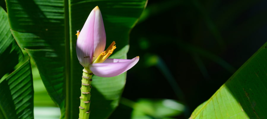 Des conseils pour réussir sa visite au jardin des parfums et épices 