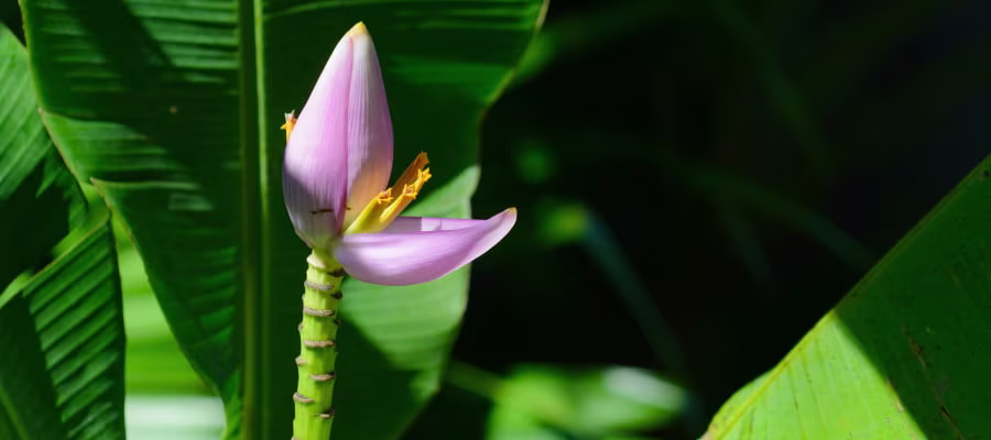 Des conseils pour réussir sa visite au jardin des parfums et épices