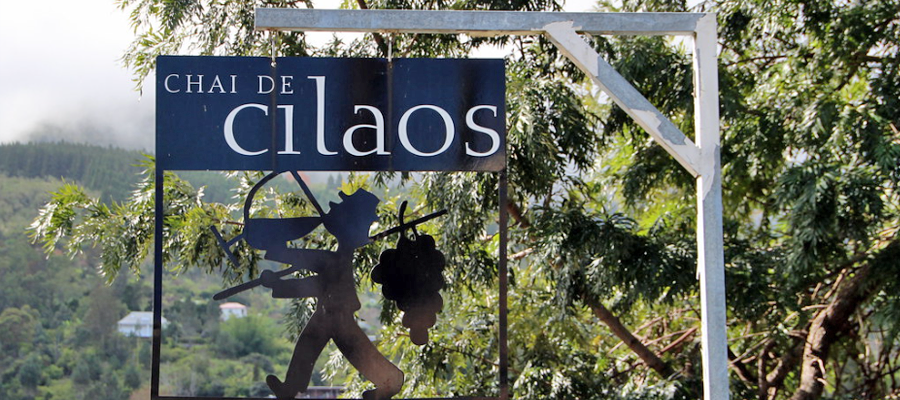 chai-cilaos