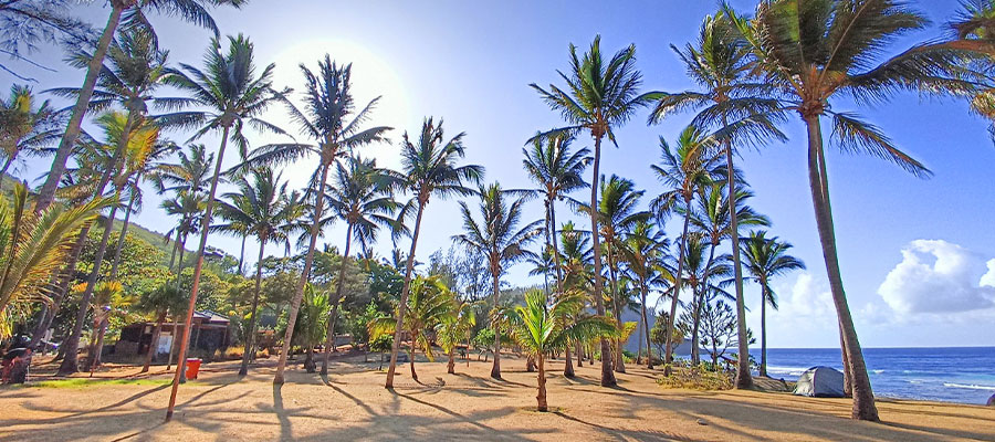 palmiers-plage-grande-anse