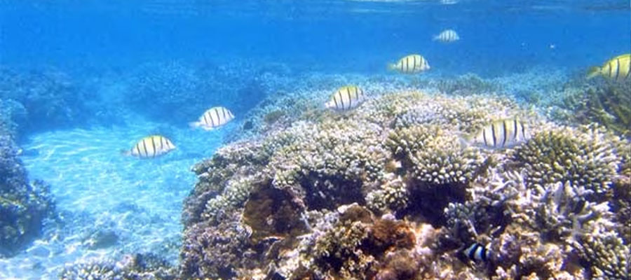 snorkeling-la-reunion