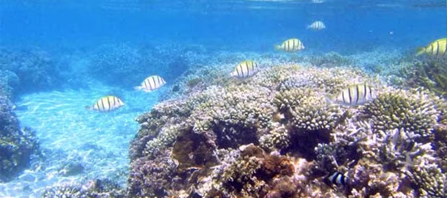 snorkeling-la-reunion
