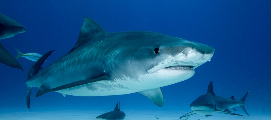 requin-tigre