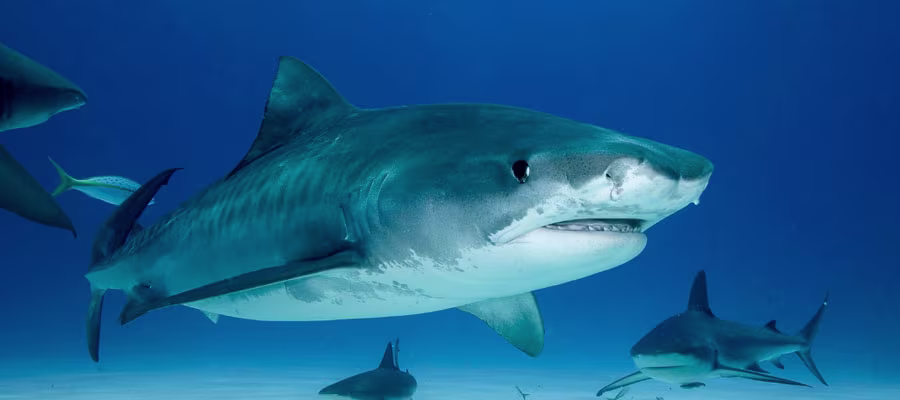 requin-tigre