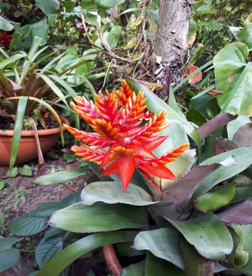 fleur foret bebour reunion