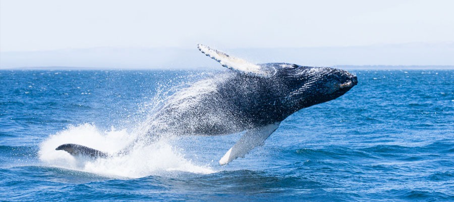 voir-baleines-reunion