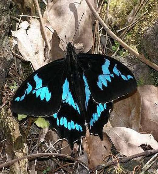 papillon ile réunion foret bebour 