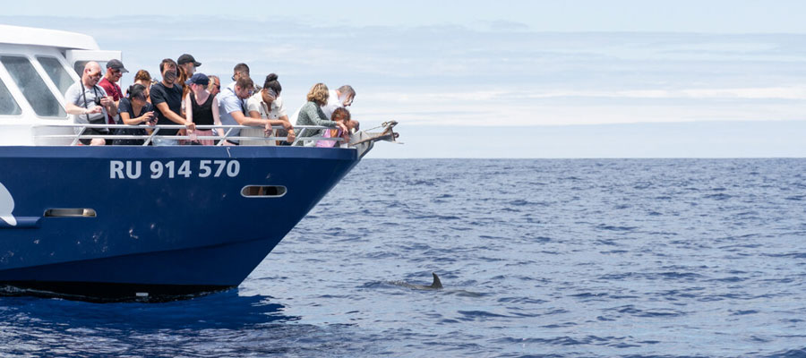 sortie-bateau-cetace