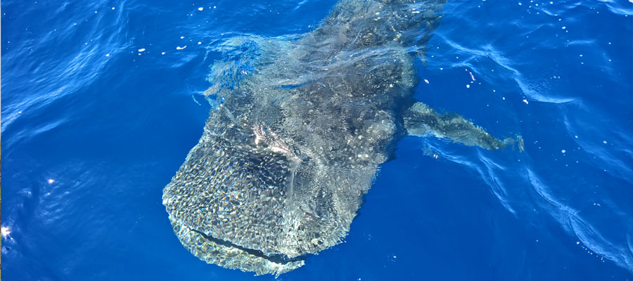 requin-baleine