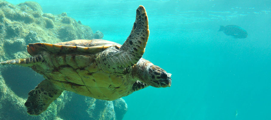 tortue-marine-reunion