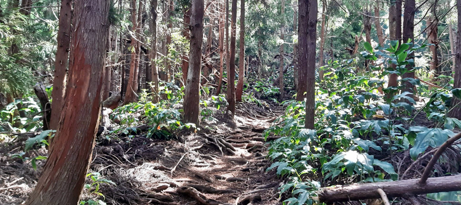 sentier-des-makes