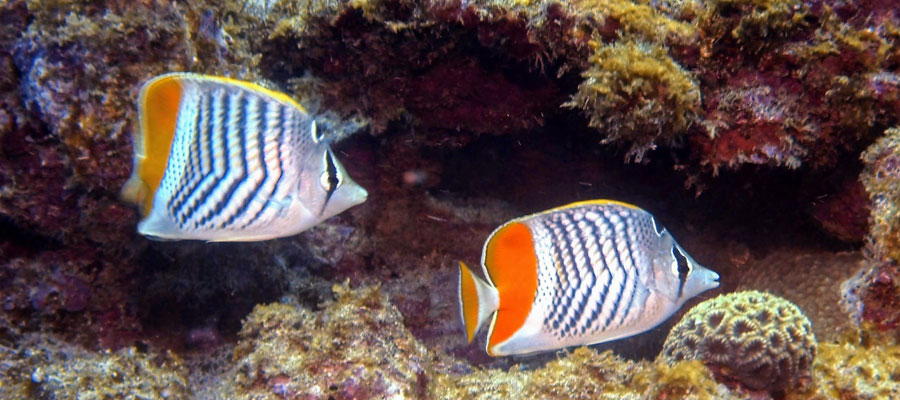 snorkeling-poissons-papillons