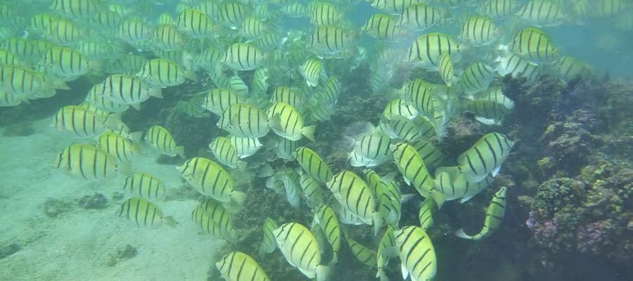 snorkeling-saline-les-bains