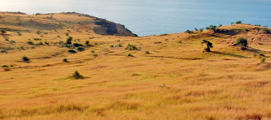 savane