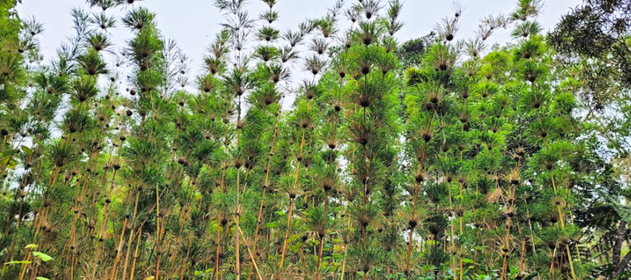 arbres-du-tevelave