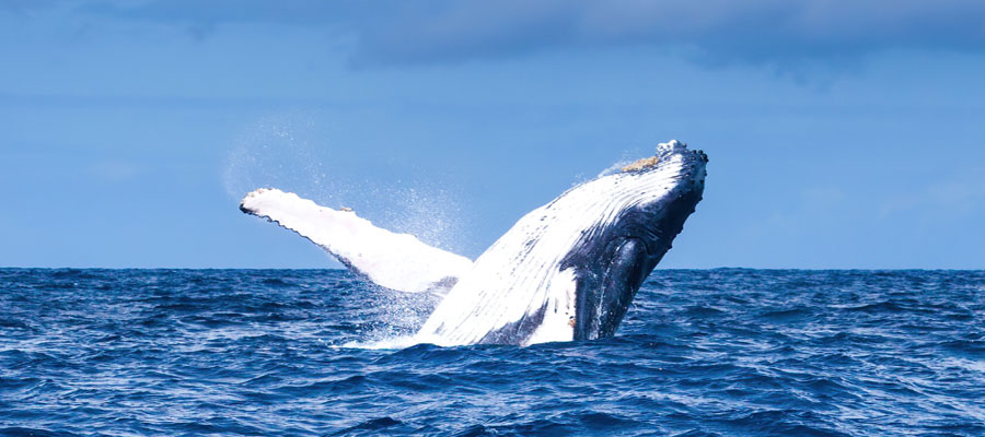 observation-baleine-a-bosse-reunion