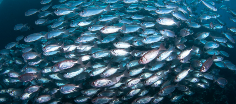 banc-de-poissons-reunion