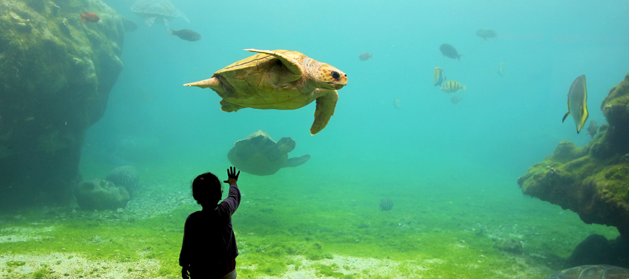 tortues-aquarium-saint-gilles