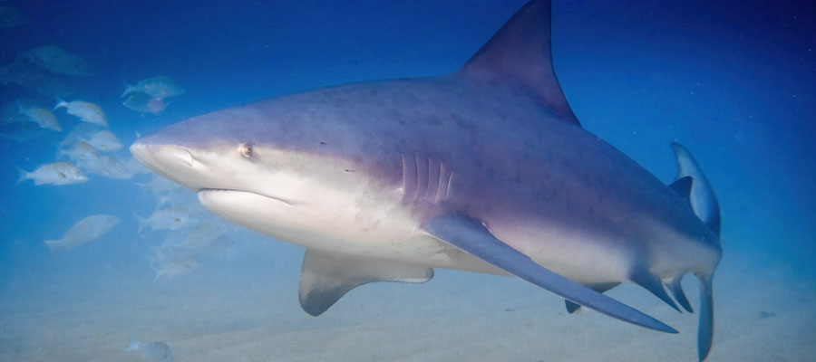 requin-bouledogue