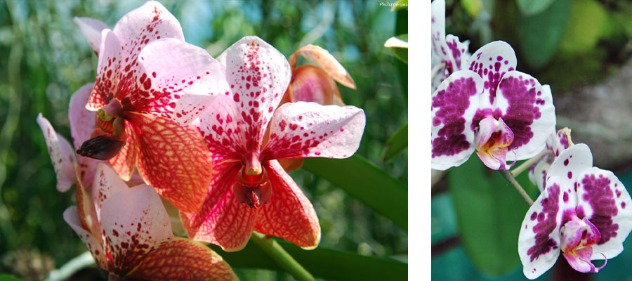 jardin-vandas-orchidees