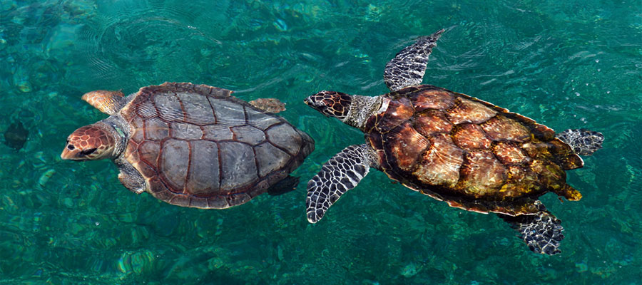 kelonia-tortues-bassins