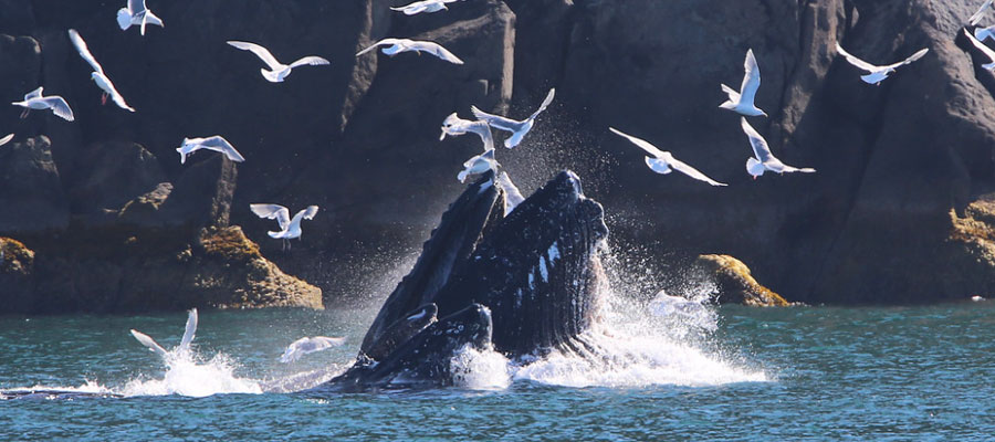 baleine-a-bosse-reunion