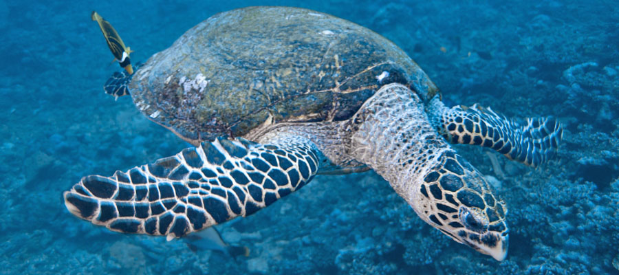 tortue-imbriquée