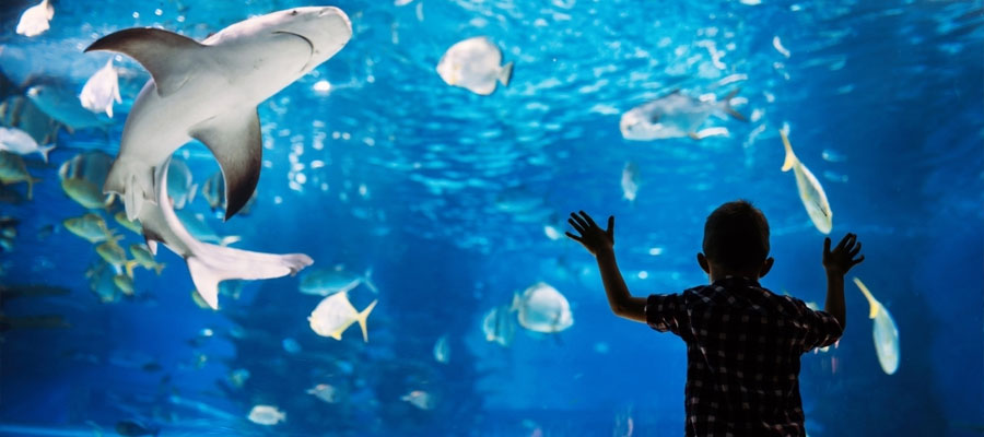 aquarium-requin