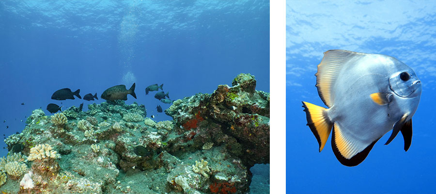 snorkeling-reunion