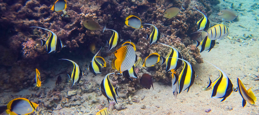 poissons-aquarium-saint-gilles