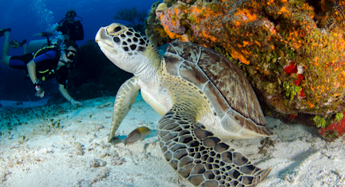 Tortue