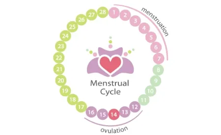 Is Bloating During Ovulation Normal? imageset