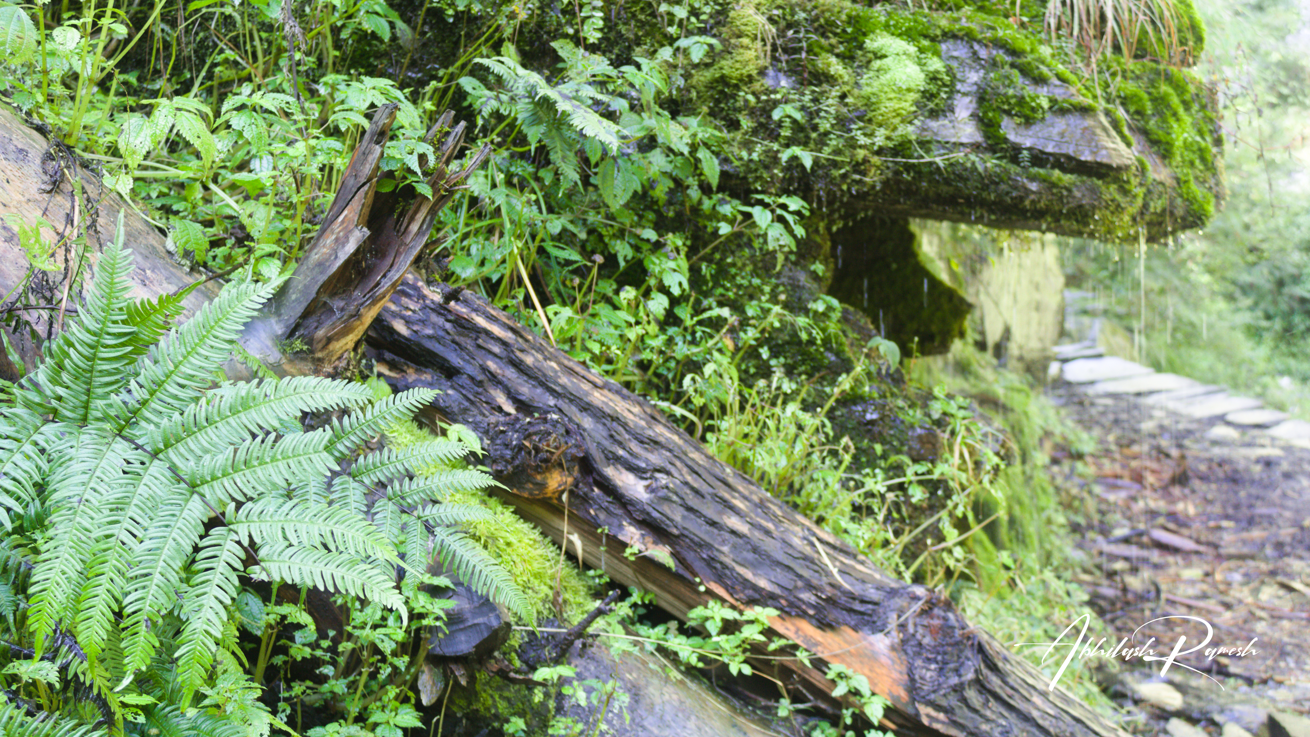 plants along the trail