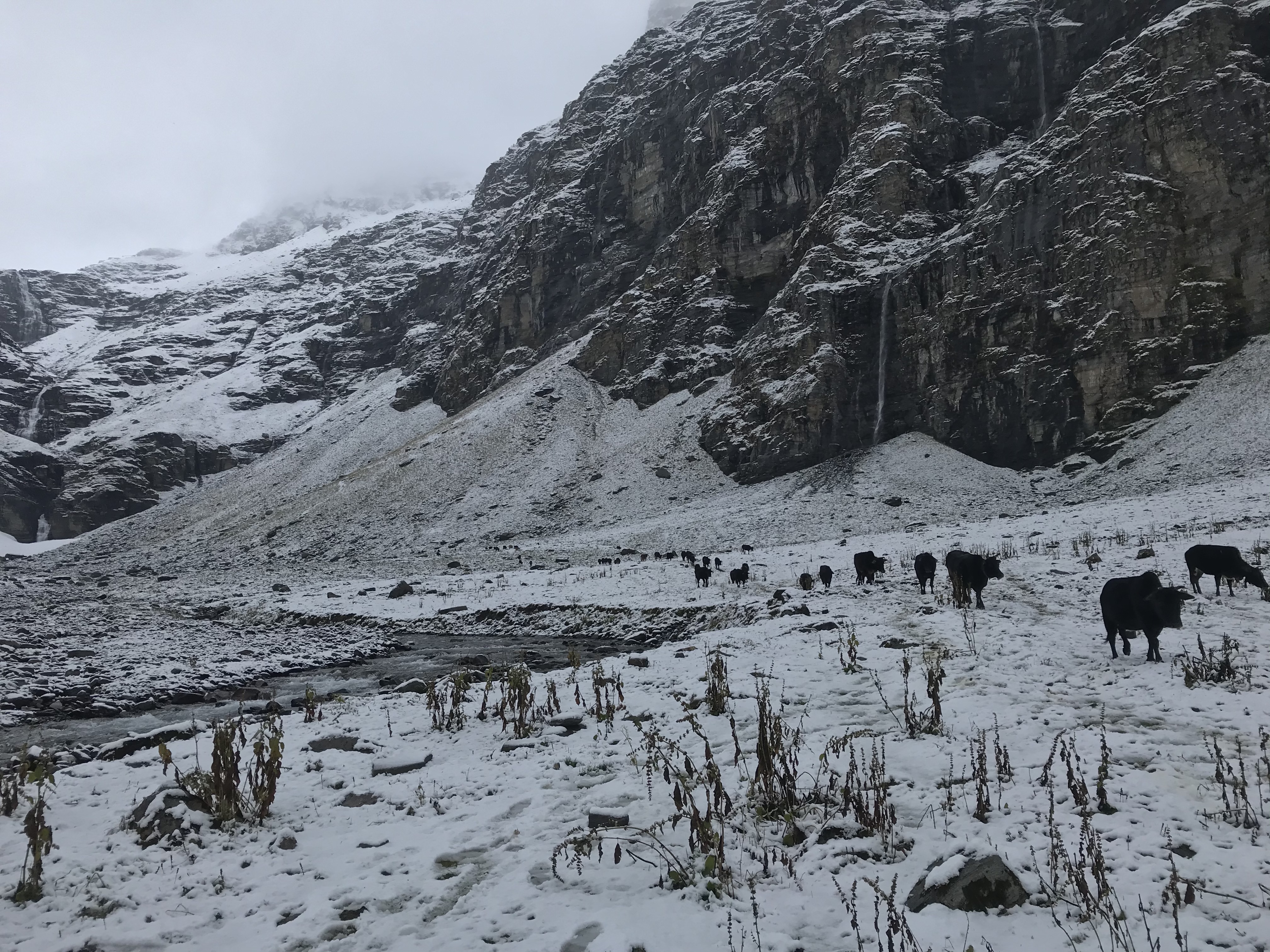 Animals descending the trail