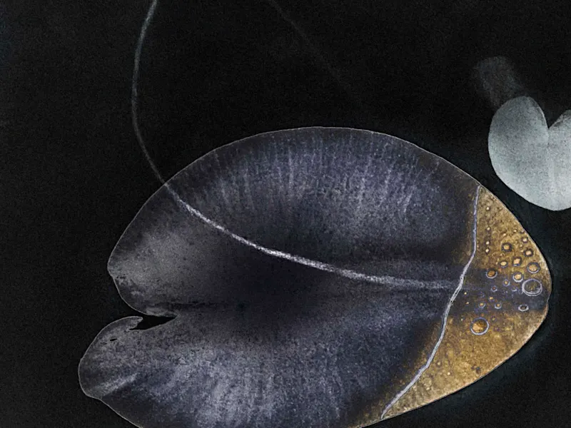 Headline picture from the Denise Grünstein *Nymphaeas* article