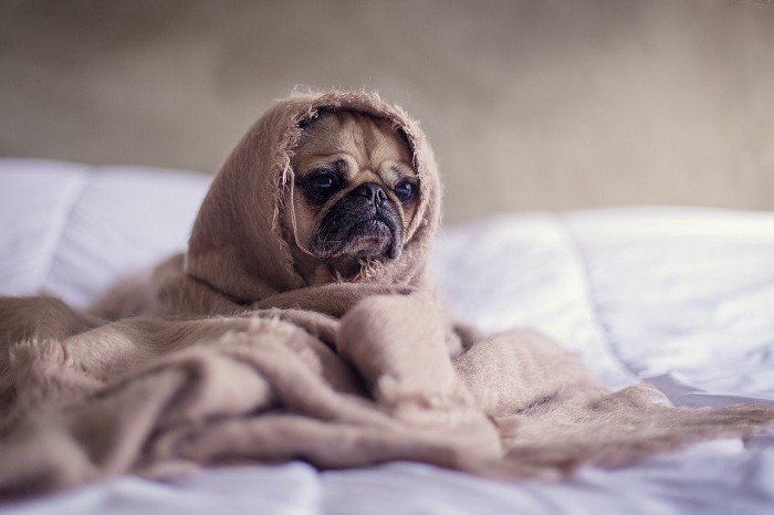 A pug in a blanket to help your stress