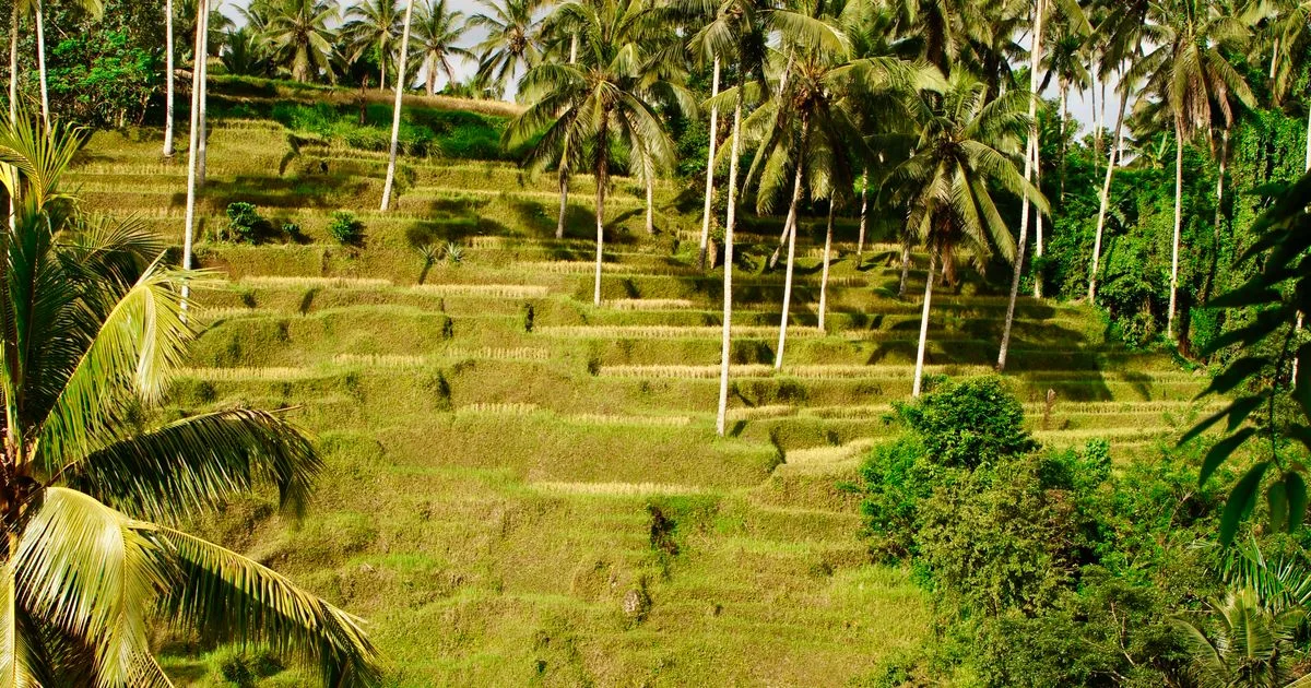 Lush green Tegallalang rice terraces fringed by palm trees in Ubud, Bali.