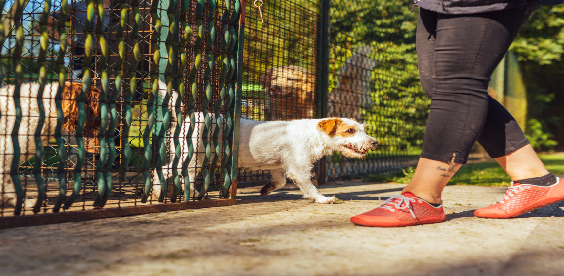 Types of Dog Daycare Flooring