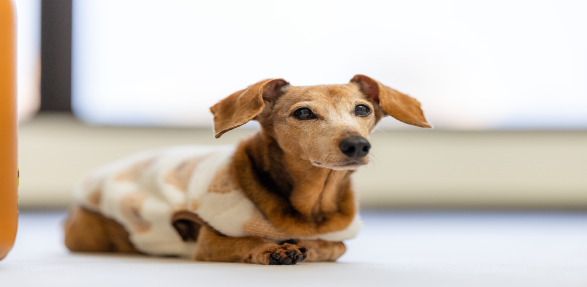 Non-Slip Flooring for Dogs