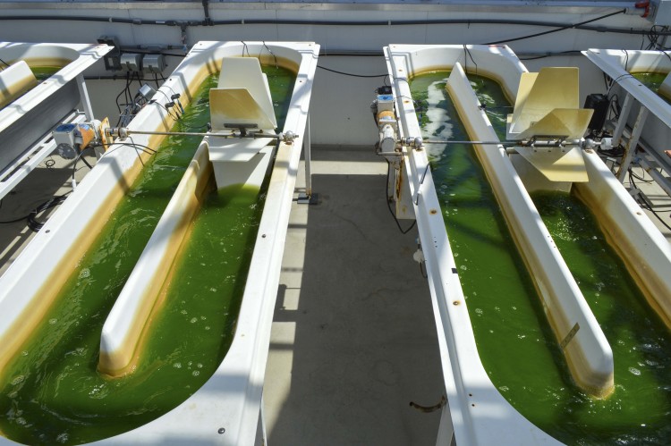 United Invests $5m in Algae Fuel