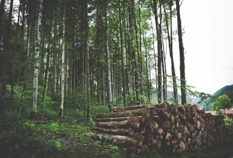 JPMorgan Invests in Forestry and Minority-Led Projects