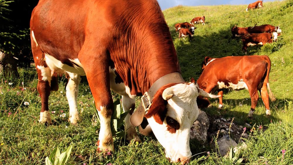 KnowESG_Cargill's cattle methane emissions reduction technology