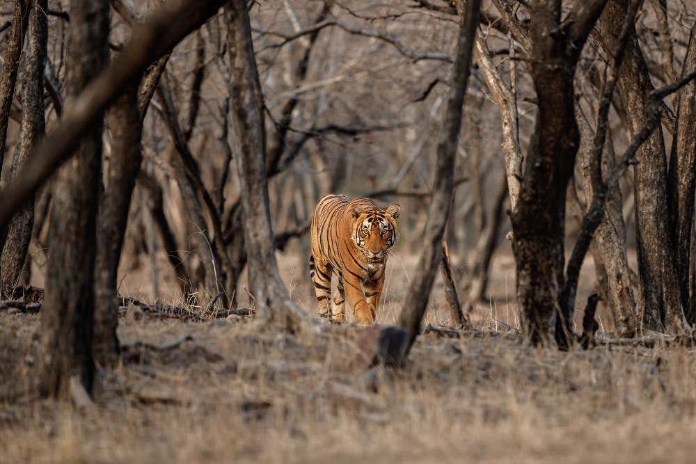 KnowESG_Sustainability linked bond for tiger conservation