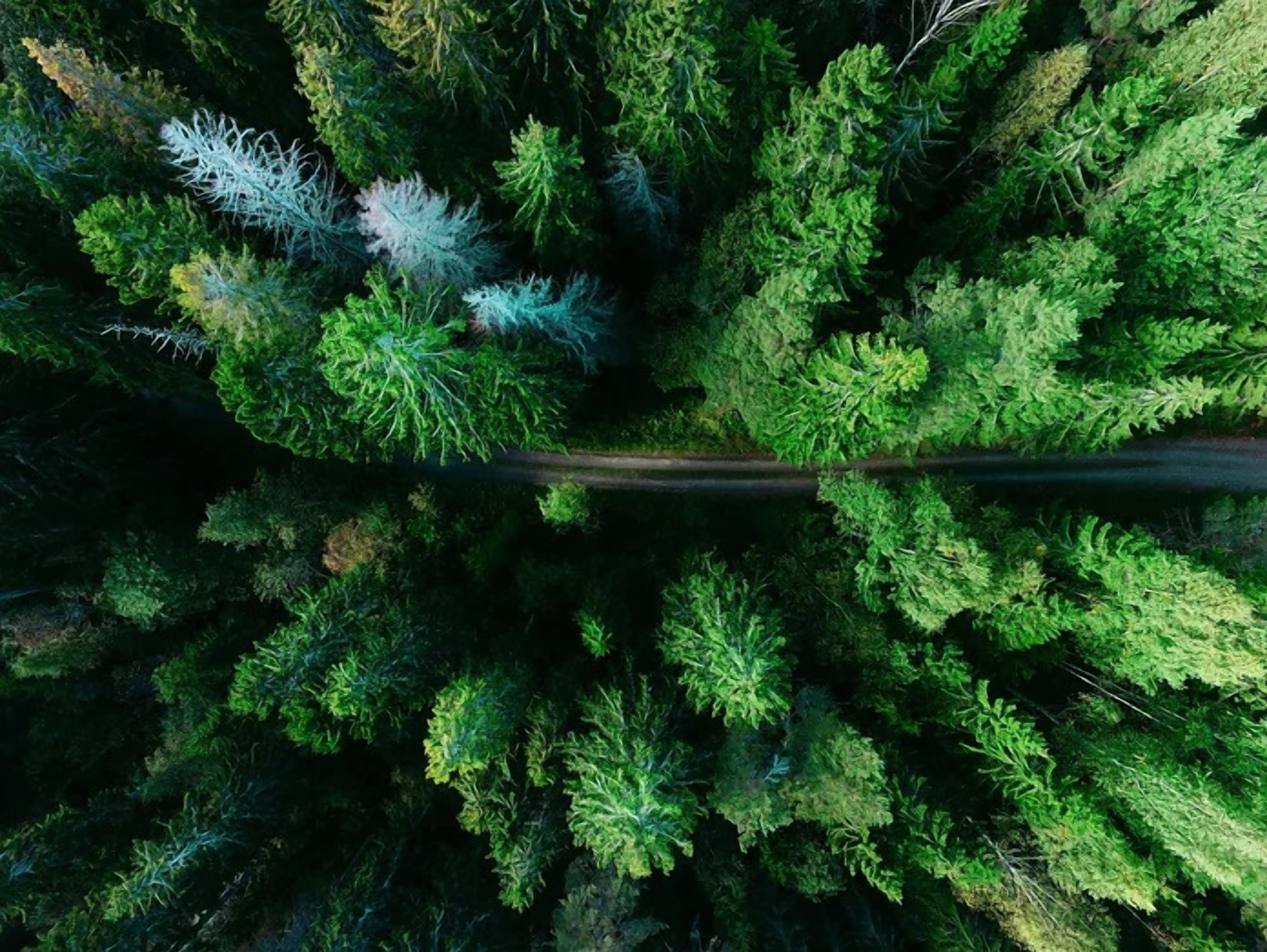 tinywow Aerial Pine Trees 4783552