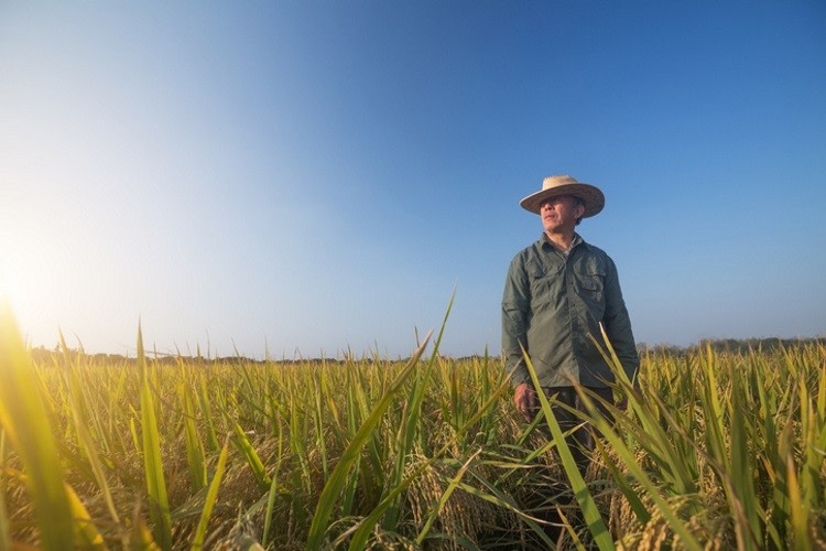 Kellogg-s-launches-2m-initiative-to-reward-rice-farmers-in-reducing-GHG-emissions