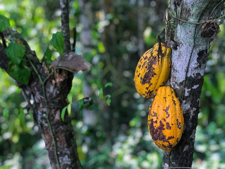 Mondelez Announces $600 Million Investment in Sustainable Cocoa Sourcing