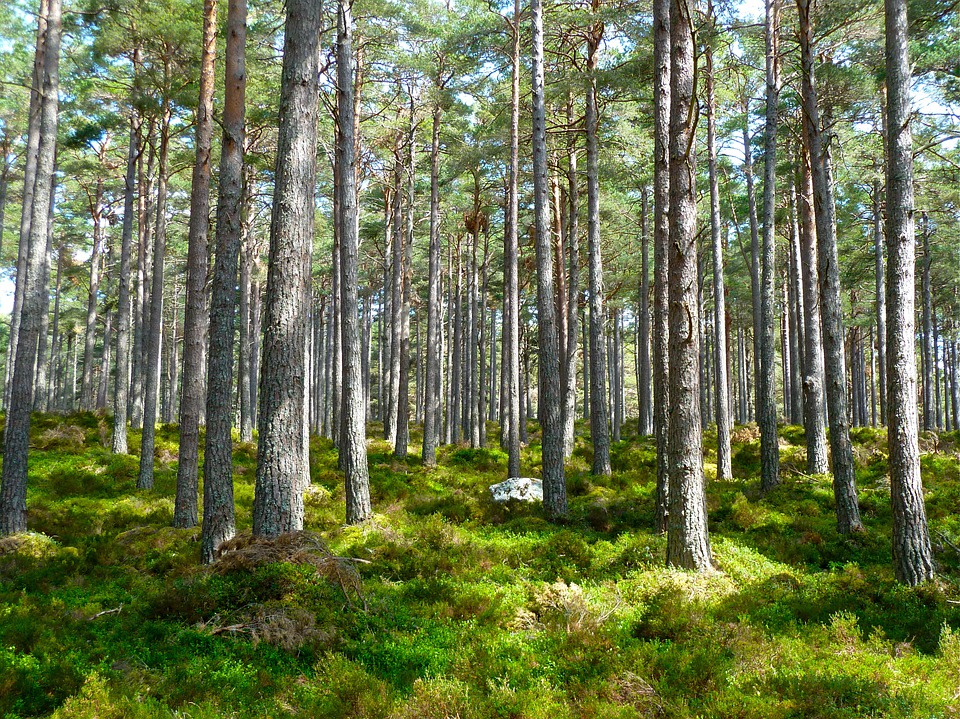forest-272595 960 720