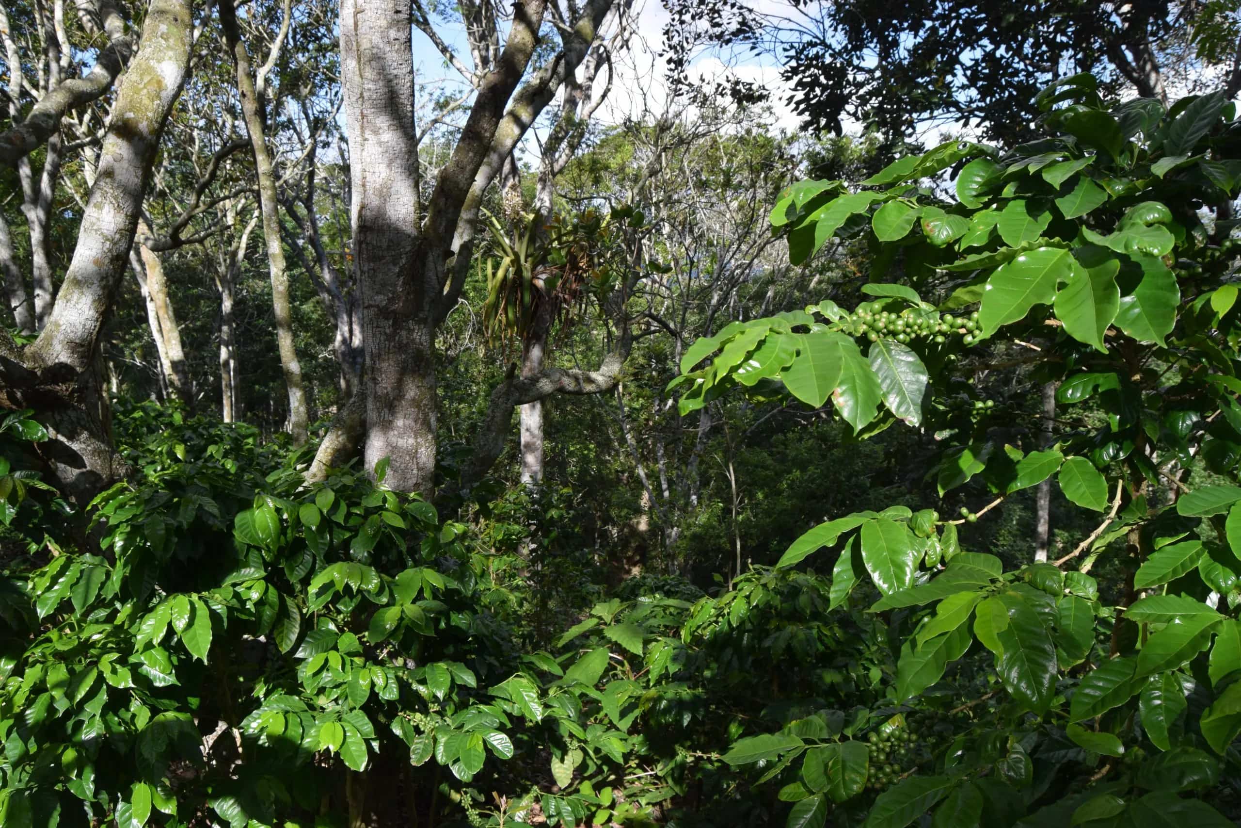 Corporate Investments into Forestry & Biodiversity 2025